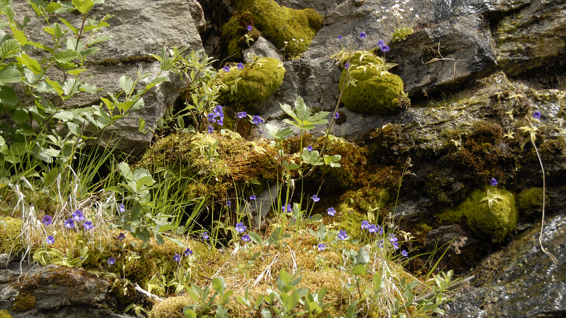 NaturLieb Gärten